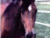 horse Wienna I (Holsteiner, 1984, from Calypso II)