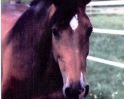 broodmare Wienna I (Holsteiner, 1984, from Calypso II)