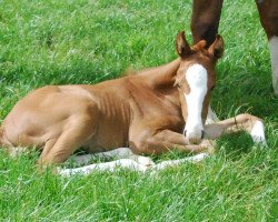 dressage horse Soulmate (Oldenburg, 2014, from Sezuan)