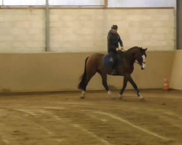 Video of Lazarus S