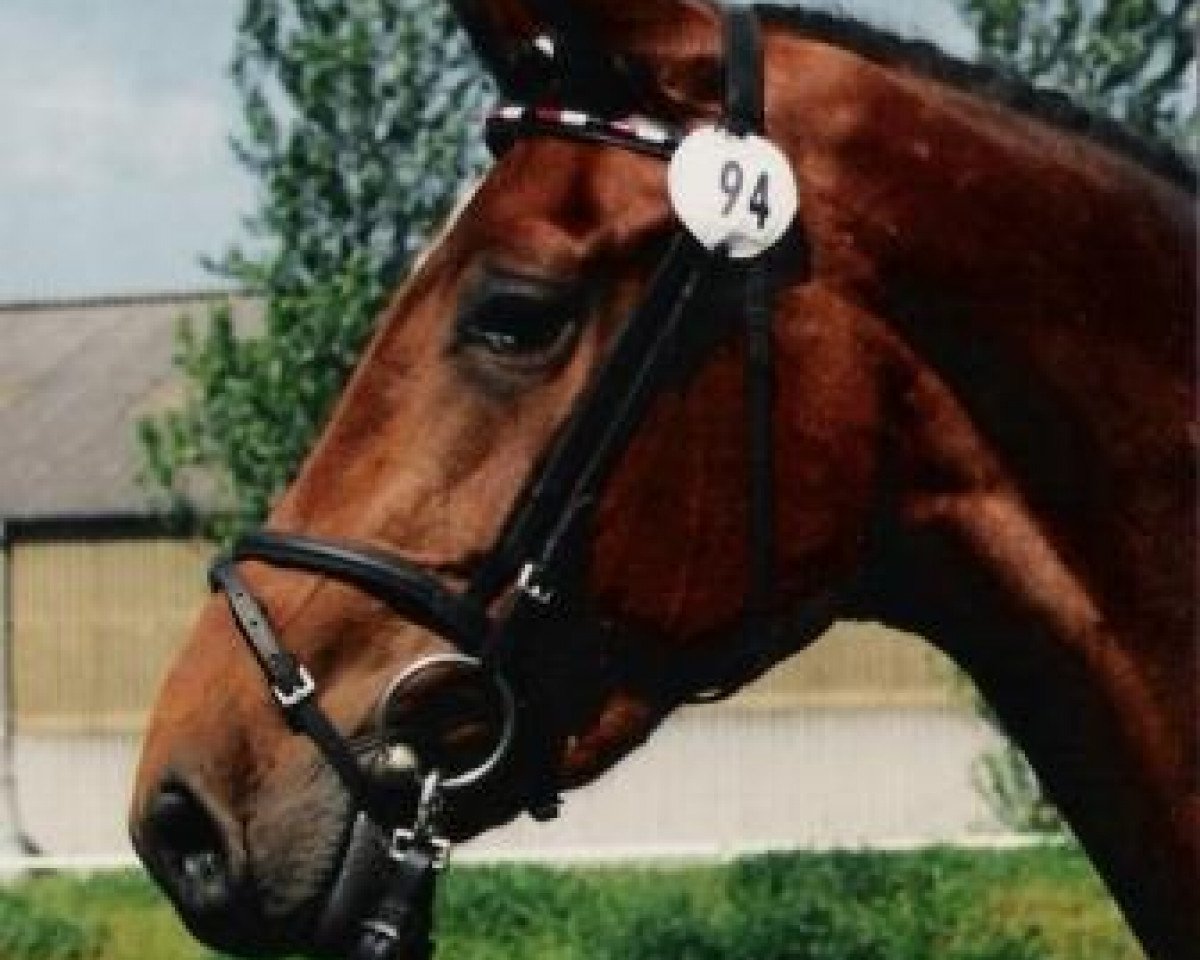 broodmare Jaimie (Holsteiner, 1994, from Lavall II)