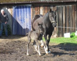 broodmare Halina (Hanoverian, 1996, from Hohenstein I)