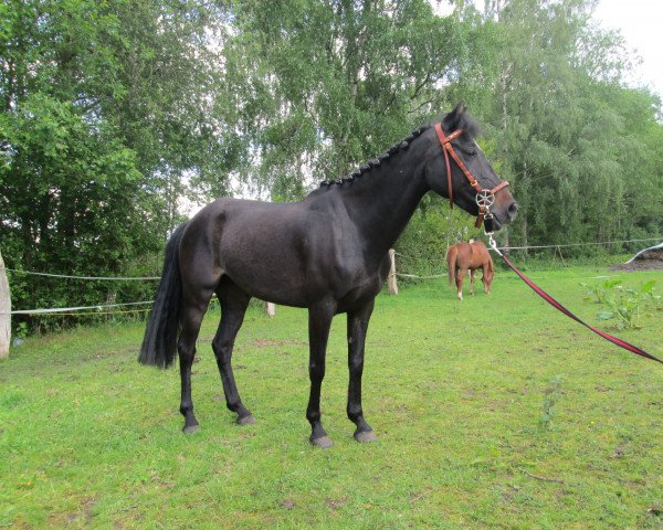 horse A little Fly of Wonder (German Riding Pony, 2005, from Nandy)