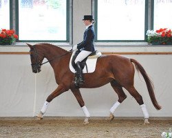 dressage horse Quantanamera 8 (German Sport Horse, 2006, from Quaterman I)