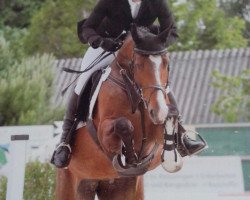 broodmare Commemorati (Oldenburg show jumper, 2009, from Cristallo I)