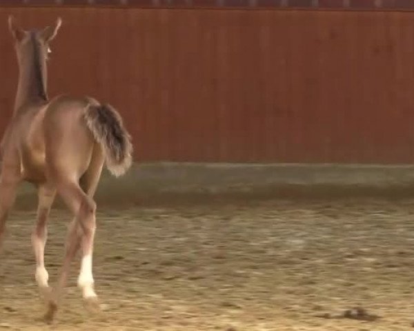 Video of Valerio S 2