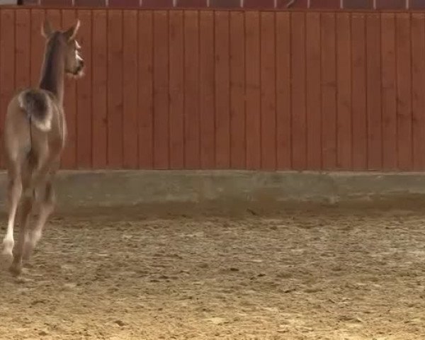 Video of Valerio S 2