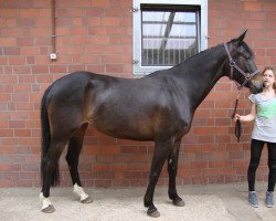 broodmare Anastasia S (Westphalian, 2008, from Abke 4)