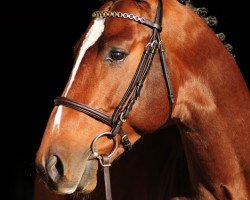 jumper Ferrari K (KWPN (Royal Dutch Sporthorse), 2010, from VDL Cardento 933)