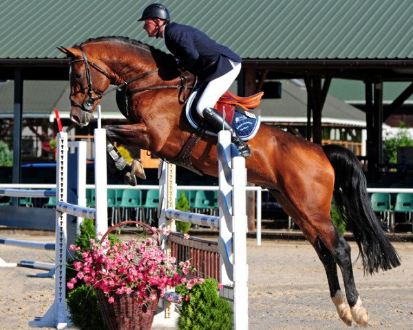 Springpferd Dakota N (KWPN (Niederländisches Warmblut), 2008, von Colandro)