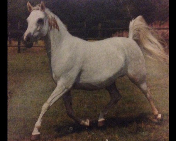 broodmare Mel Idola ox (Arabian thoroughbred, 1979, from Jalisco ox)