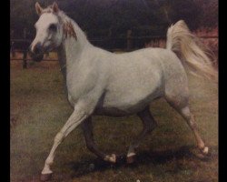 broodmare Mel Idola ox (Arabian thoroughbred, 1979, from Jalisco ox)