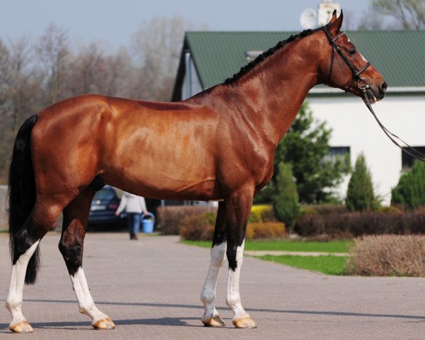 horse Zucca (KWPN (Royal Dutch Sporthorse), 2004, from Padinus)