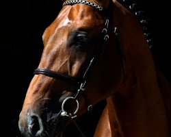 Springpferd Wagner W (Polnisches Warmblut, 2005, von Castiglione L)