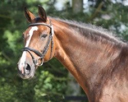 Pferd Wystin (Westfale, 1995, von Weinberg)