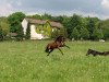 dressage horse Littlefoot 25 (Westphalian, 2004, from Laomedon)