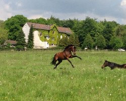 dressage horse Littlefoot 25 (Westphalian, 2004, from Laomedon)