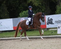 dressage horse Silverstone El (Hannoveraner, 2018, from Secret)