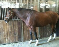 dressage horse Benno Berghammer (Westfale, 2002, from Baldini II)