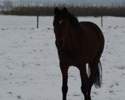 broodmare Donna (German Riding Pony, 1999, from FS Don't Worry)