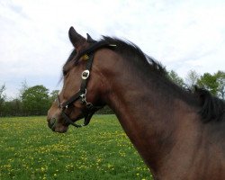 broodmare FS Maracuja (German Riding Pony, 2005, from FS Maracaibo)