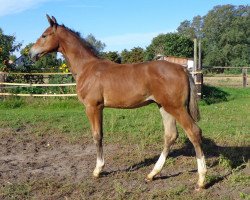 stallion Cosmo (Hanoverian, 2015, from Check In 2)