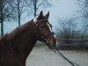 Springpferd Hoetzenhof Roxy (Deutsches Reitpony, 2008, von Kantje's Ronaldo)