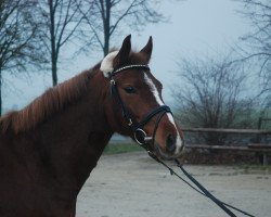 Springpferd Hoetzenhof Roxy (Deutsches Reitpony, 2008, von Kantje's Ronaldo)