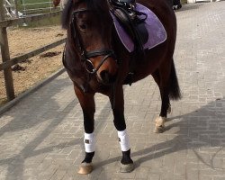 broodmare Velvet Fire (German Riding Pony, 1995, from Van Gogh)