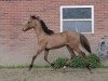 stallion Don Rebel N (German Riding Pony, 2012, from FS Don't Worry)