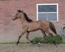 stallion Don Rebel N (German Riding Pony, 2012, from FS Don't Worry)