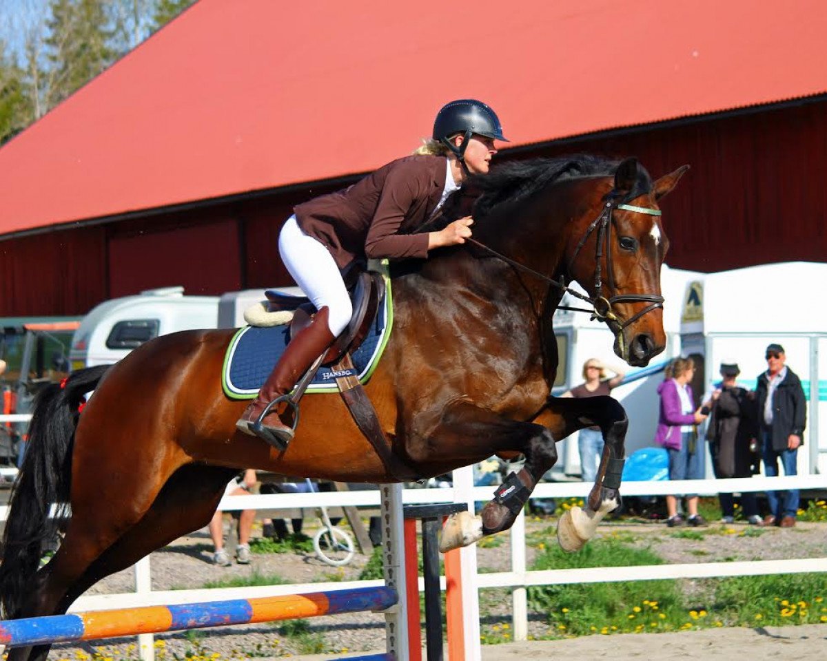 jumper Chicolina (Hanoverian, 2006, from Chico's Boy)