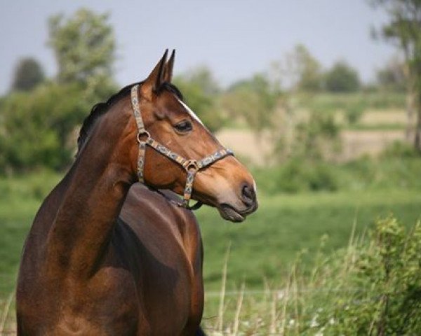 Zuchtstute Amy (Holsteiner, 2006, von Amigo xx)