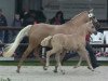 dressage horse Di Santo (German Riding Pony, 2014, from FS Don't Worry)