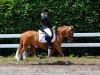 dressage horse Gandalf 91 (German Riding Pony, 2005, from Granat)