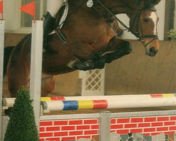 jumper Ready 7 (Westphalian, 1998, from Rockwell)