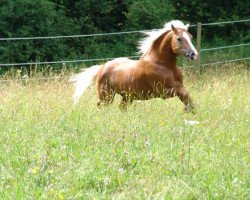 stallion Nobilis (Haflinger, 1993, from Nordano (9,375% ox))