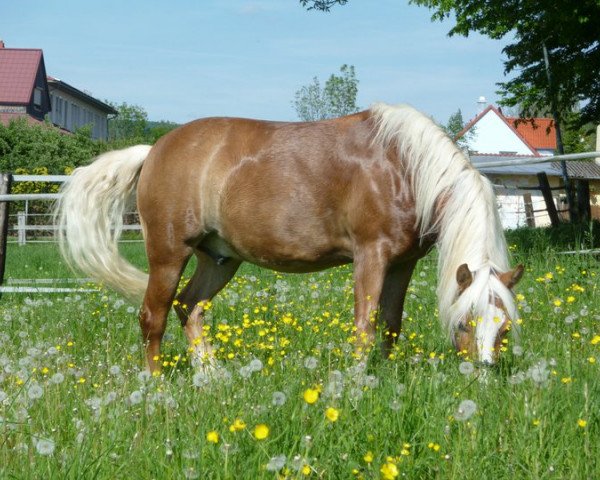 dressage horse Benito (Haflinger, 2004, from Nobilis)