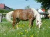 Dressurpferd Benito (Haflinger, 2004, von Nobilis)