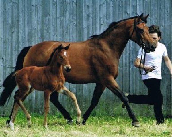 dressage horse Schöner Tanz (Trakehner, 2011, from Imperio 3)