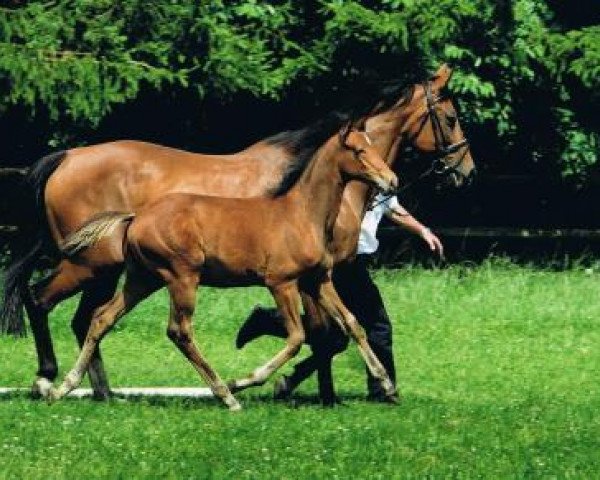 Zuchtstute Cadinen II (Polnisches Warmblut, 2002, von Ignam)