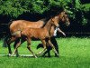 broodmare Cadinen II (Polish Warmblood, 2002, from Ignam)