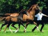 dressage horse Sir Hockey (Trakehner, 2013, from Hockey 41)