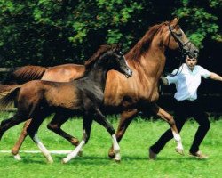 dressage horse Sir Hockey (Trakehner, 2013, from Hockey 41)