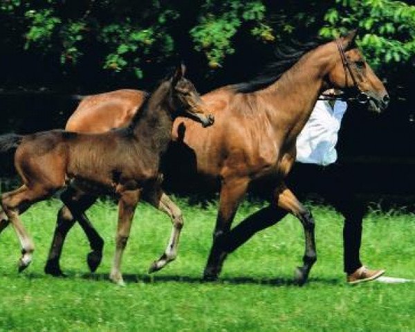 Deckhengst Skandau (Trakehner, 2013, von Singolo)