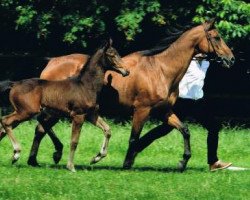 stallion Skandau (Trakehner, 2013, from Singolo)