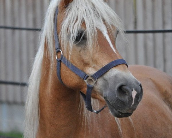 Zuchtstute Golden Lilli (Haflinger, 2001, von liz. 169/T Aurach)