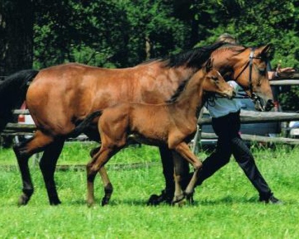 stallion Schralling (Trakehner, 2013, from Banderas)