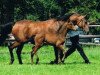 stallion Schralling (Trakehner, 2013, from Banderas)