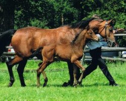 Deckhengst Schralling (Trakehner, 2013, von Banderas)